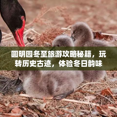 圓明園冬至旅游攻略秘籍，玩轉(zhuǎn)歷史古跡，體驗冬日韻味