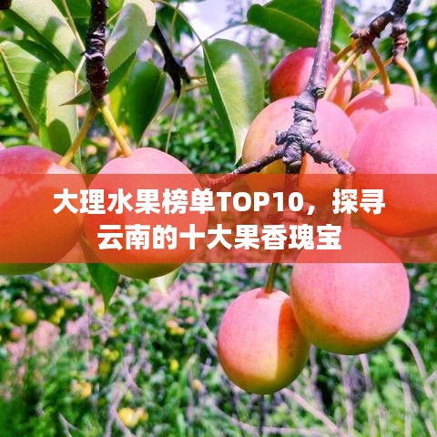 大理水果榜單TOP10，探尋云南的十大果香瑰寶