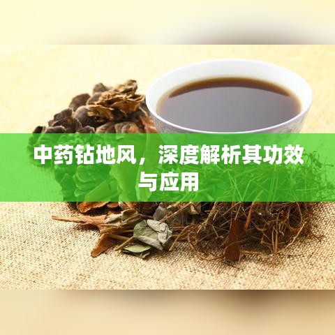 中藥鉆地風(fēng)，深度解析其功效與應(yīng)用