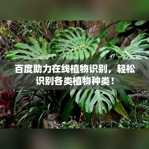 百度助力在線植物識別，輕松識別各類植物種類！