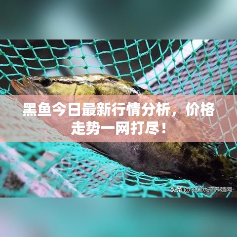 黑魚今日最新行情分析，價格走勢一網(wǎng)打盡！