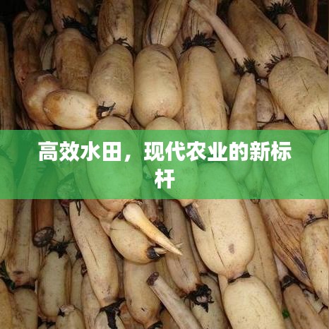 高效水田，現(xiàn)代農(nóng)業(yè)的新標(biāo)桿